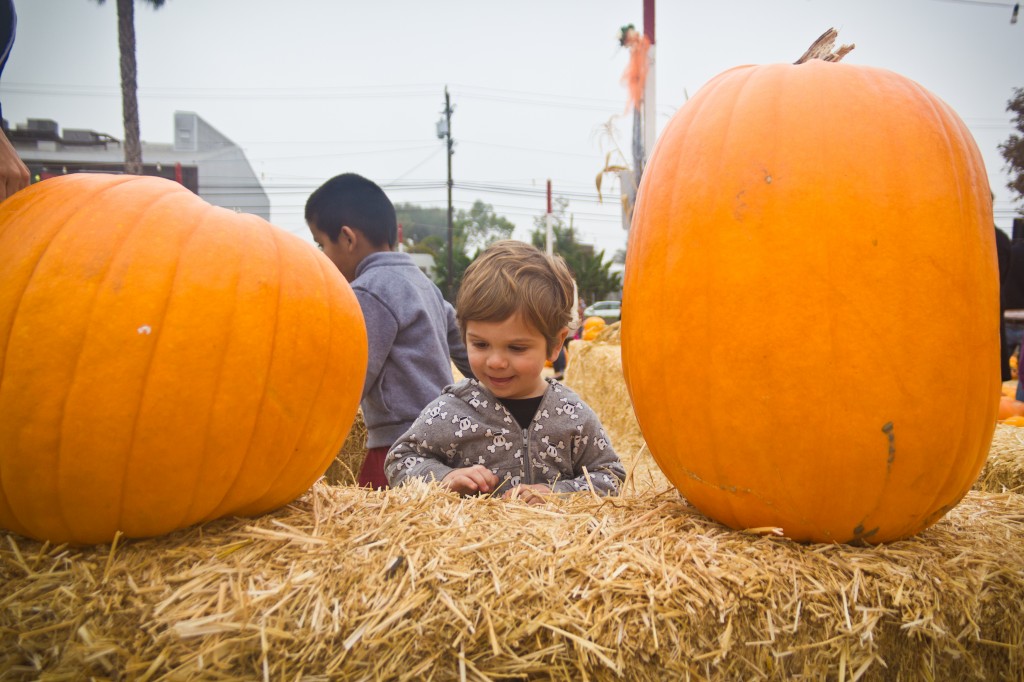 Pumpkin Patch_20